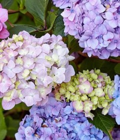 Hydrangea Bouquet