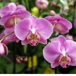 Phalaenopsis Orchid